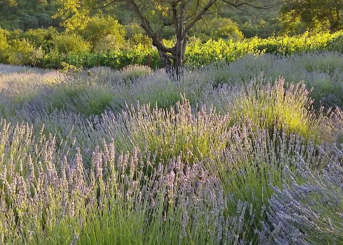 Goga Lejlighed Skradin